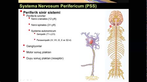 periferik sinir sistemi nedir kısaca